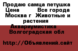 Продаю самца петушка › Цена ­ 700 - Все города, Москва г. Животные и растения » Аквариумистика   . Волгоградская обл.